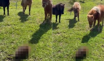 ミニチュアホース達は牧場に現れた珍客に夢中!飼い主さんが離れてと言っても聞く耳を立てません。その珍客の正体とは!?