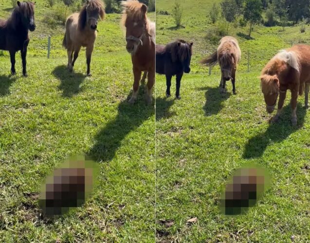 ミニチュアホース達は牧場に現れた珍客に夢中！飼い主さんが離れてと言っても聞く耳を立てません。その珍客の正体とは！？