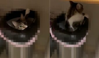 お迎えしたばかりの猫ですが、お風呂に入れないといけないようです。子猫がお家の探索中にもぐりこんでしまったその場所とは！【アメリカ・動画】