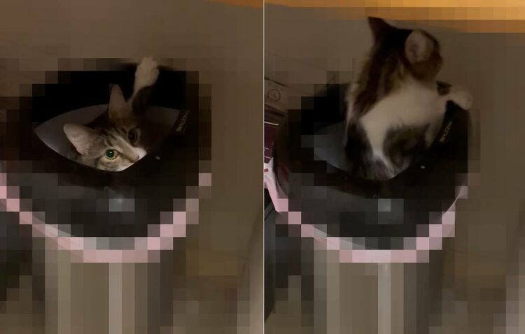 お迎えしたばかりの猫ですが、お風呂に入れないといけないようです。子猫がお家の探索中にもぐりこんでしまったその場所とは！【アメリカ・動画】