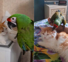 猫とコンゴウインコは親友の仲！？特にコンゴウインコは猫の耳をツンツンするのがお気に入りみたいです【海外・動画】