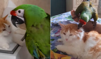 猫とコンゴウインコは親友の仲!?特にコンゴウインコは猫の耳をツンツンするのがお気に入りみたいです【海外・動画】