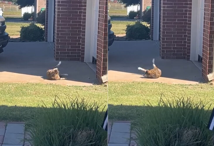 日向ぼっこをする猫。ヘソ天で寝転がるこの子はじっとできないのか、ずっと後ろ足を右に左にと揺すっています【アメリカ・動画】