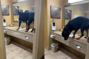 ホテルをチェックアウトする前に・・。部屋を出る前に愛犬が大きな鏡で自分の身だしなみのチェックをしていた？！【アメリカ・動画】
