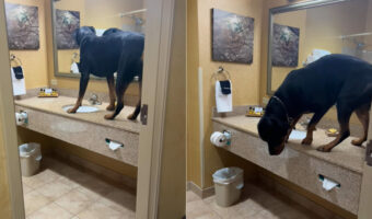 ホテルをチェックアウトする前に・・。部屋を出る前に愛犬が大きな鏡で自分の身だしなみのチェックをしていた?!【アメリカ・動画】