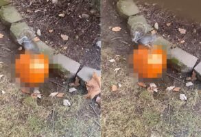 ハロウィンの準備中？リスが身を潜らせていたその場所は・・【アメリカ・動画】