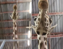 飼育員さんの特権が！？キリンを真下からというレア角度から見つめていたら・・、キリンが思わぬ行動に出てくれました！！【アメリカ・動画】