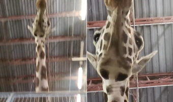 飼育員さんの特権が!?キリンを真下からというレア角度から見つめていたら・・、キリンが思わぬ行動に出てくれました!!【アメリカ・動画】