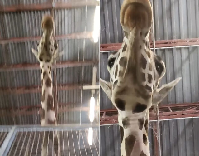 飼育員さんの特権が！？キリンを真下からというレア角度から見つめていたら・・、キリンが思わぬ行動に出てくれました！！【アメリカ・動画】