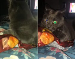 ダイエットのサポートをしてくれる猫。スナック菓子の袋に手を入れると・・、「ダメでしょ！！」と叱ってくれているかのような行動を見せました