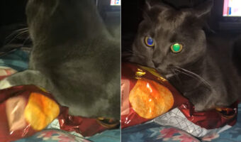 ダイエットのサポートをしてくれる猫。スナック菓子の袋に手を入れると・・、「ダメでしょ!!」と叱ってくれているかのような行動を見せました