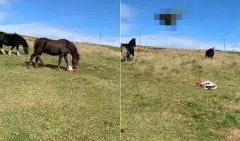 ゴミを集めていた袋で遊ぶ馬。それを飼い主さんに咎められ逃げ出した馬は、なんとトンデモナイ一発を仕掛けて去っていきました【海外・動画】