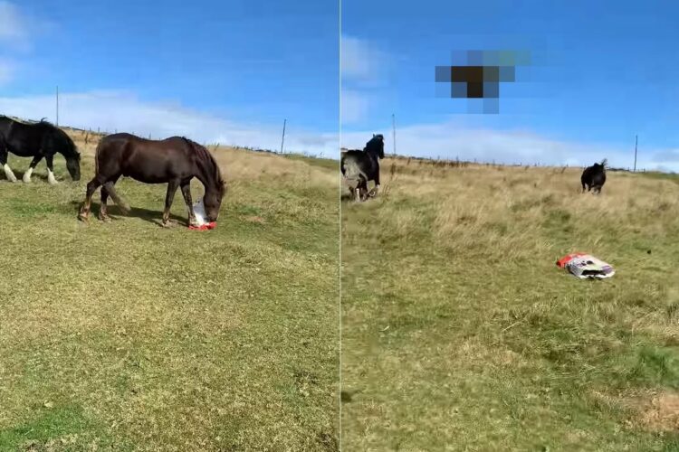 ゴミを集めていた袋で遊ぶ馬。それを飼い主さんに咎められ逃げ出した馬は、なんとトンデモナイ一発を仕掛けて去っていきました【海外・動画】