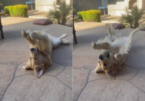一ひとりで遊ぶのも得意なゴールデンレトリバー。仰向けになったまま、この子はひとりでキャッチボールをしていました！【アメリカ・動画】