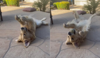 一ひとりで遊ぶのも得意なゴールデンレトリバー。仰向けになったまま、この子はひとりでキャッチボールをしていました！【アメリカ・動画】