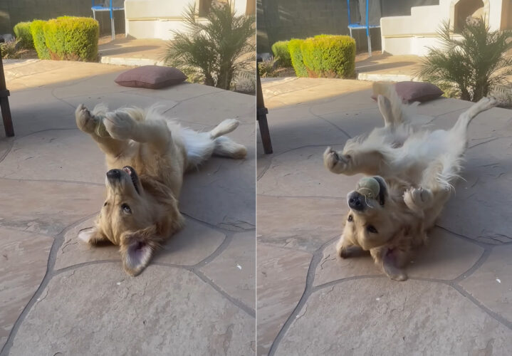 一ひとりで遊ぶのも得意なゴールデンレトリバー。仰向けになったまま、この子はひとりでキャッチボールをしていました！【アメリカ・動画】