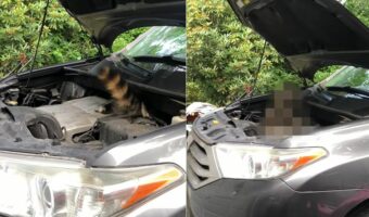 車のボンネットの中に潜り込んでしまうのは猫だけではない!?なんと尻尾がモフモフな「ある動物」が住処にしてしまいました!【アメリカ・動画】
