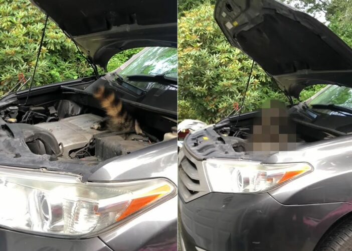 車のボンネットの中に潜り込んでしまうのは猫だけではない！？なんと尻尾がモフモフな「ある動物」が住処にしてしまいました！【アメリカ・動画】