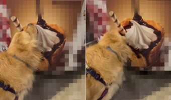 大きなアイスを舐めるゴールデンレトリバーの子犬。だけどそのアイス・・味がしないし、なにより食べられないけど満足なの??【海外・動画】