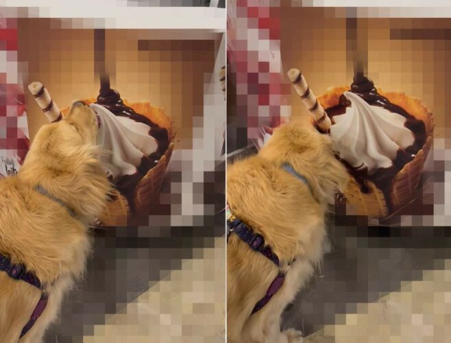 大きなアイスを舐めるゴールデンレトリバーの子犬。だけどそのアイス・・味がしないし、なにより食べられないけど満足なの？？【海外・動画】