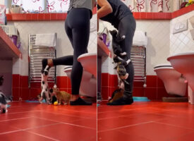 かわいいけれどこの状況は大変そう！保護された子猫たちが里親さんのもとへ行くまで面倒を見るボランティアさん、そのライフスタイルが忙しそう！