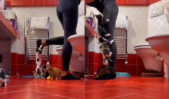 かわいいけれどこの状況は大変そう!保護された子猫たちが里親さんのもとへ行くまで面倒を見るボランティアさん、そのライフスタイルが忙しそう!