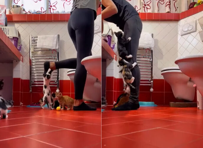 かわいいけれどこの状況は大変そう！保護された子猫たちが里親さんのもとへ行くまで面倒を見るボランティアさん、そのライフスタイルが忙しそう！