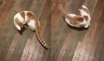 その場でぐるぐる回り続ける子猫。視線に入る「あるもの」が気になるようですが・・、この子が気になっている「あるもの」とは？！