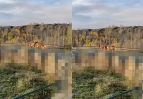 元気に走り回るゴールデンレトリバーたち。その足元にビックリ！「あるもの」の上をジャンプするようにして進んでいました！！【海外・動画】