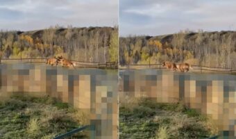 元気に走り回るゴールデンレトリバーたち。その足元にビックリ!「あるもの」の上をジャンプするようにして進んでいました!!【海外・動画】