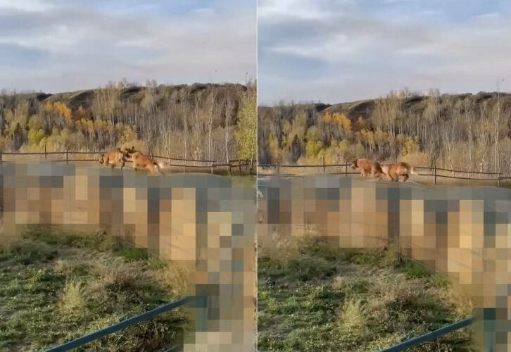 元気に走り回るゴールデンレトリバーたち。その足元にビックリ！「あるもの」の上をジャンプするようにして進んでいました！！【海外・動画】