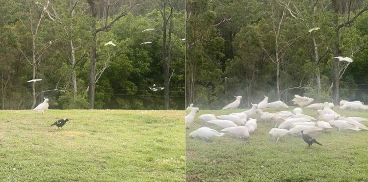 食事をするために姿を現したキバタンの群れ。どんどん数を増やすその様子にその場にいた鳥は肩身が狭そう・・【海外・動画】