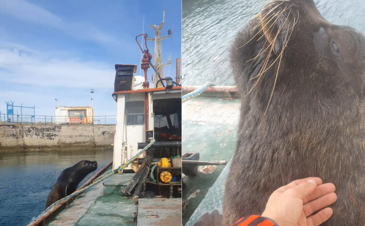 停泊中の船のデッキにあがってきたアシカ。ビックリする珍事かと思ったら・・、これはいつものことなんです！！【海外・動画】
