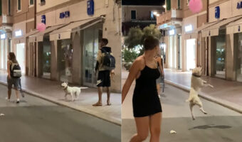 とても楽しそうにイタリアの街角を進む犬。風船でバレーをしながら歩くその姿は、見るからにご機嫌です【海外・動画】