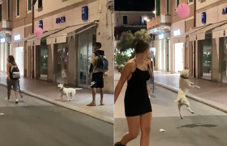 とても楽しそうにイタリアの街角を進む犬。風船でバレーをしながら歩くその姿は、見るからにご機嫌です【海外・動画】