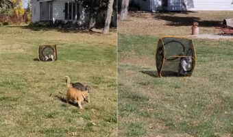 子猫はキューブ型ハウスが大好き!外だってハウスに入ったまま元気に走ります!!