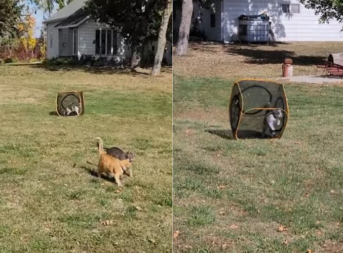 子猫はキューブ型ハウスが大好き！外だってハウスに入ったまま元気に走ります！！