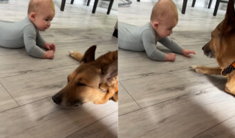 くつろいでいたら指先を突かれてビックリした愛犬。突いてきたのが赤ちゃんだと知ると・・その後の光景が尊い!!【海外・動画】