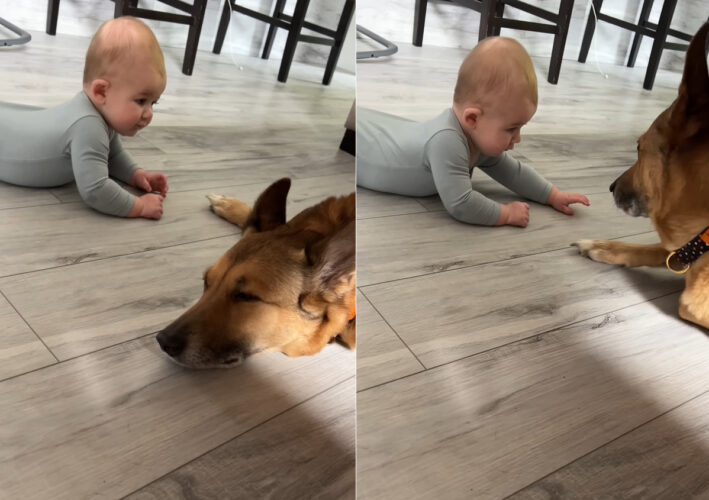 くつろいでいたら指先を突かれてビックリした愛犬。突いてきたのが赤ちゃんだと知ると・・その後の光景が尊い！！【海外・動画】