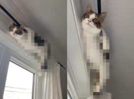 リラックスタイムを満喫する猫。ご満悦な顔をしていますが・・、その体勢はキツくないのでしょうか？【海外・動画】