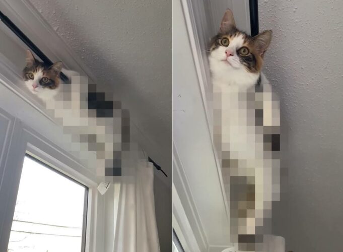 リラックスタイムを満喫する猫。ご満悦な顔をしていますが・・、その体勢はキツくないのでしょうか？【海外・動画】