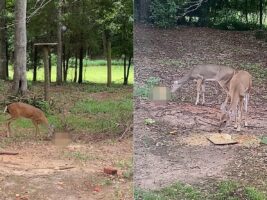 母シカが赤ちゃんのことを舐めてあげている？みんなが慌てて駆け出してもじっとその場で舐めていますが・・、その子の正体にビックリ！！