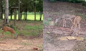 母シカが赤ちゃんのことを舐めてあげている？みんなが慌てて駆け出してもじっとその場で舐めていますが・・、その子の正体にビックリ！！