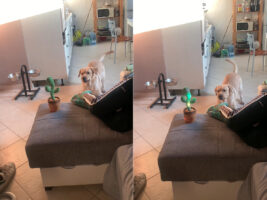 急に動き出してビックリ！音に反応して踊って光るサボテンのオモチャを警戒する愛犬。遠くから吠えてみると、サボテンはそれにも反応するのでした