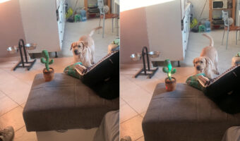 急に動き出してビックリ！音に反応して踊って光るサボテンのオモチャを警戒する愛犬。遠くから吠えてみると、サボテンはそれにも反応するのでした