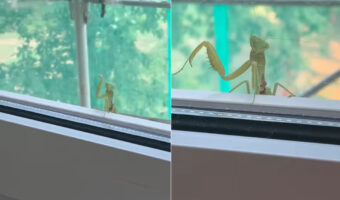 窓からひょっこり顔をのぞかせたカマキリ。フレンドリーな気質なのか気さくな「ある仕草」をみせてくれました【海外・動画】