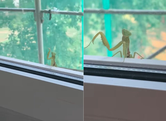 窓からひょっこり顔をのぞかせたカマキリ。フレンドリーな気質なのか気さくな「ある仕草」をみせてくれました【海外・動画】