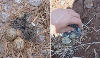 農場の整地をしていたらビックリ!なんと、地面には鳥の巣が!しかもそこには卵と孵化したばかりのヒナの姿しかなかったのです【海外・動画】