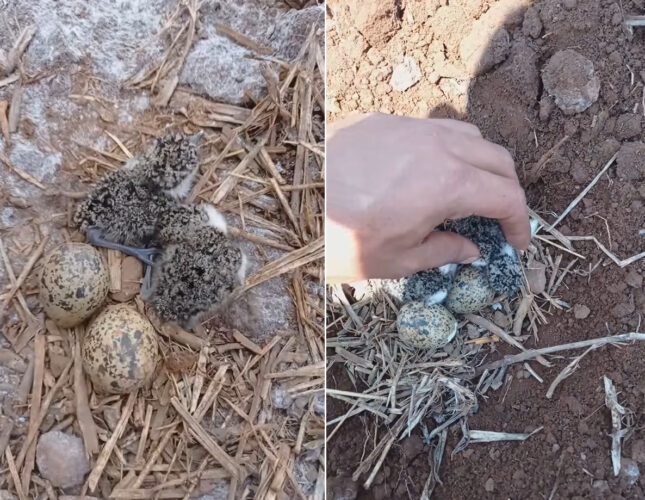 農場の整地をしていたらビックリ！なんと、地面には鳥の巣が！しかもそこには卵と孵化したばかりのヒナの姿しかなかったのです【海外・動画】