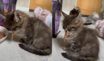 ごはん中におネムになってしまった子猫。口にくわえたお肉がモキュモキュ動いていますが・・、夢の中でミルクでも飲んでいるのでしょうか?